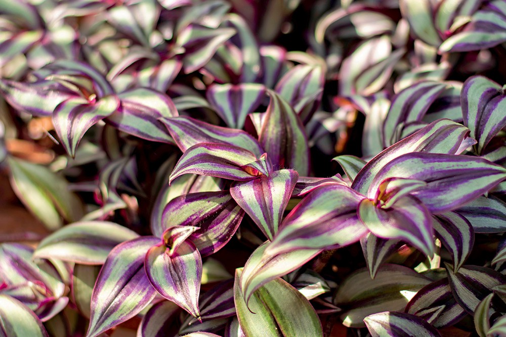 Plantas para banheiros pequenos: 25 espécies indicadas e os cuidados ...