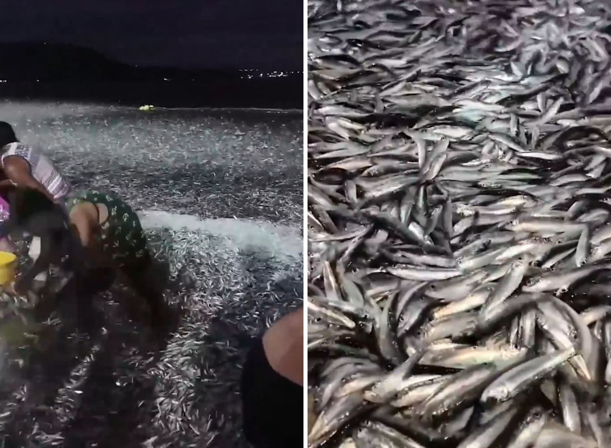 Millones de sardinas llegan a las playas de Filipinas en un fenómeno sorprendente, pero explicado por la ciencia;  ¡entender!  |  Sostenibilidad
