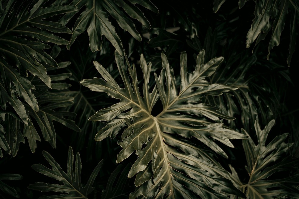 O guaimbê é um arbusto nativa do Brasil e tem aspecto escultural — Foto: Pexels / Nothing Ahead / Creative Commons