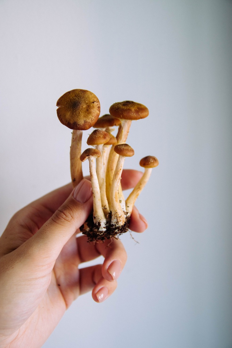 O ar artístico da decoração com cogumelos também pode promover bem-estar ao morador — Foto: Pexels / Kristina Paukshtite / Creative Commons