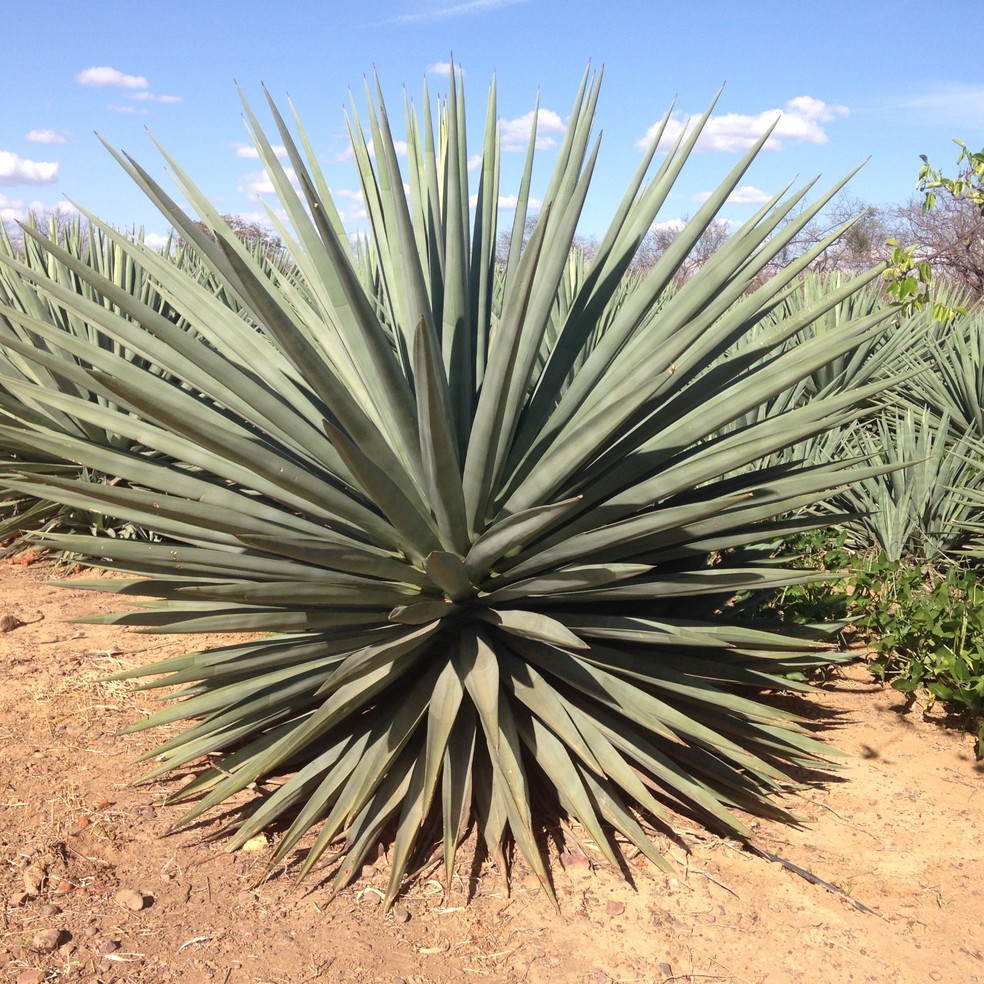 Sisal Voc Sabia Que O Material Proveniente De Uma Planta Saiba Mais 