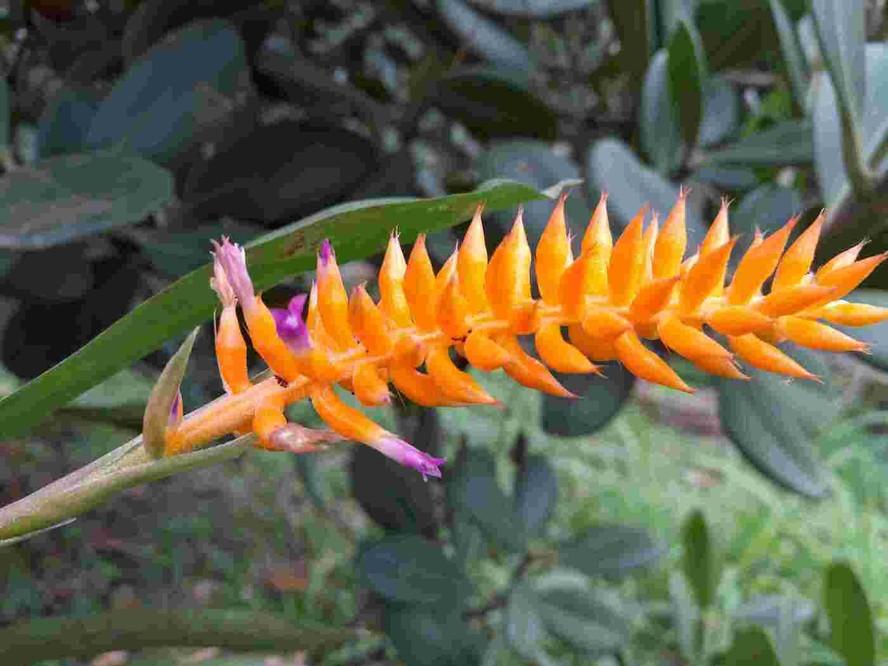 Descubren nueva especie de bromelia en el Jardín Botánico de Río