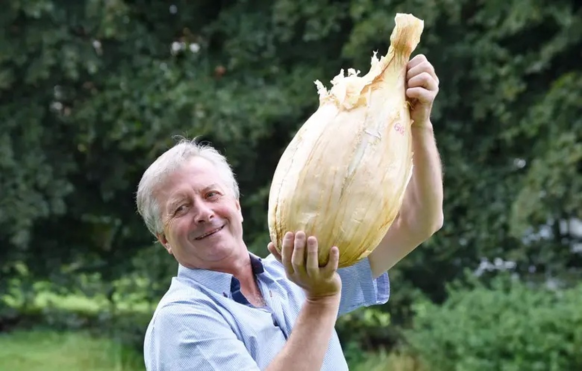 Homem cultiva a cebola mais pesada do mundo, com 8,97 kg, e é ...