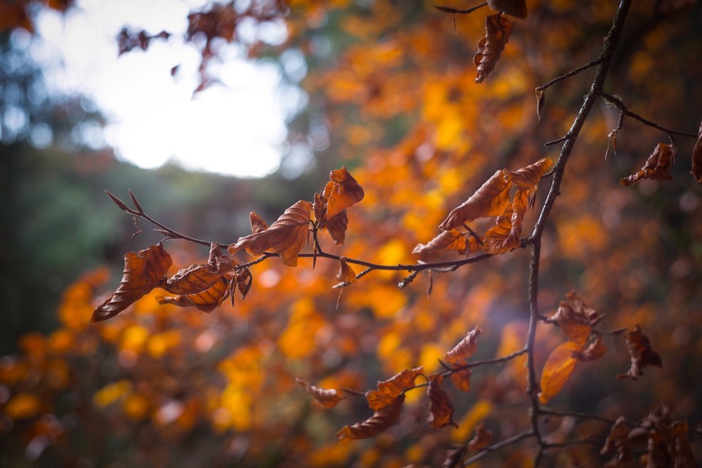 O outono é um convite a se desapegar do que não traz mais benefícios — Foto: Pexels / Markus Spiske / Creative Commons