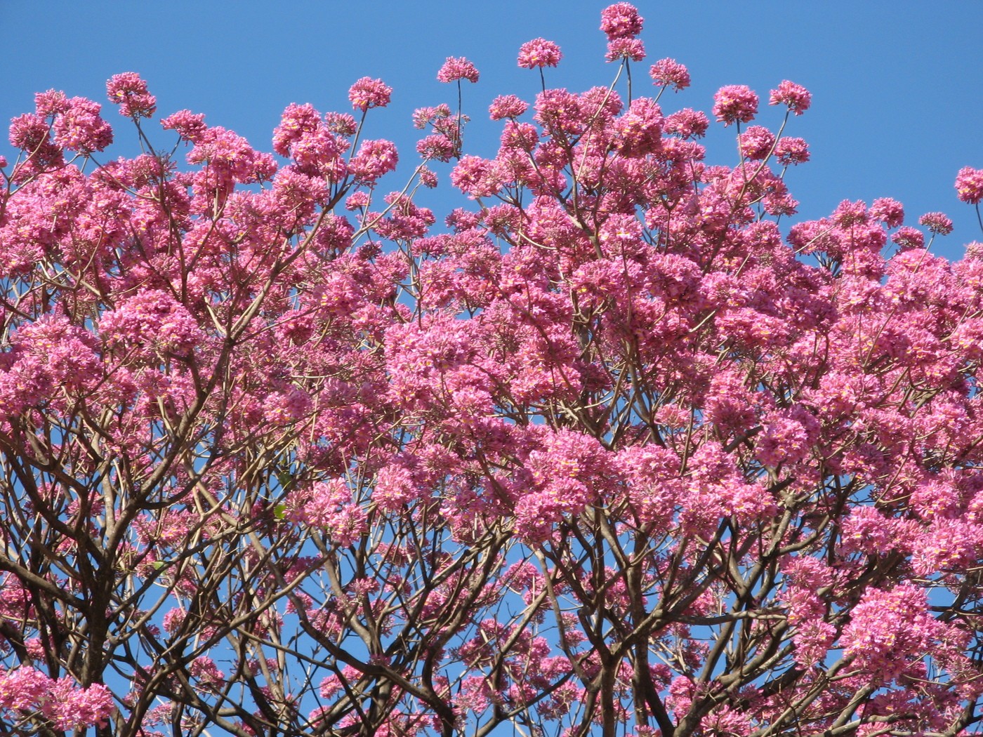 Ipê-roxo: como cultivar a árvore de florada exuberante e múltiplos usos