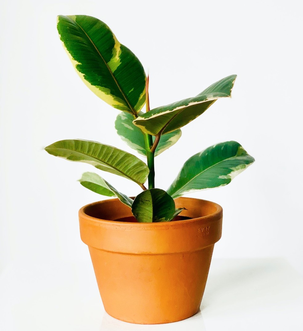 A ficus é uma planta que necessita de poucos cuidados e costuma ser usada em ambientes internos — Foto: Pexels / Kulbir / CreativeCommons