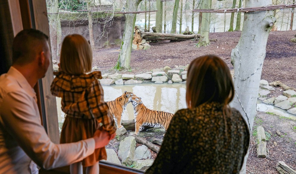 Um bangalô permite dormir ao lado de tigres siberianos, que ficam a alguns passos de distância — Foto: Pairi Daiza / Divulgação