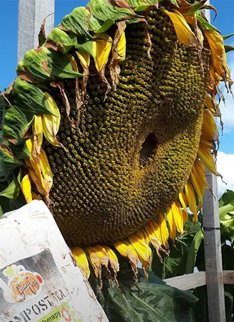 Foram cerca de 20 semanas para o girassol imenso atingir o peso de 6,44 quilos — Foto: Guinness World Record / Reprodução