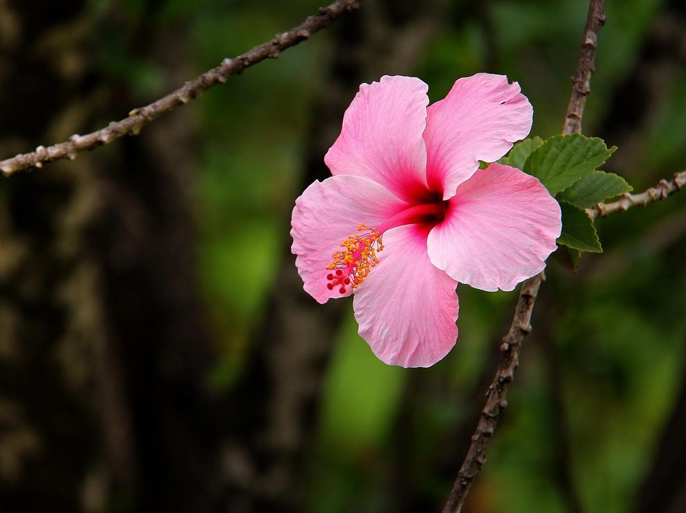 12 espécies de flores para locais com sol intenso