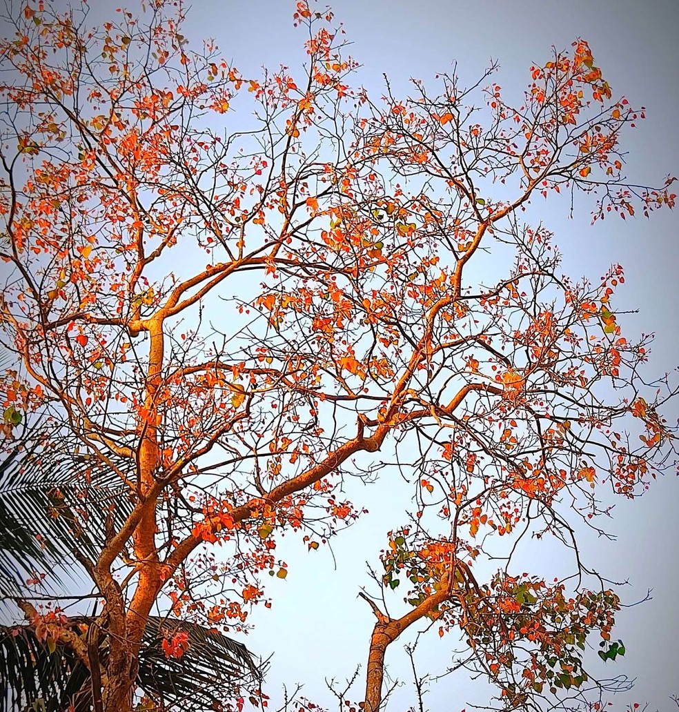 Mulungu é uma árvore abundante no Brasil conhecida pelas suas propriedades medicinais, que funcionam como um sedativo natural — Foto: Wikimedia / Ch Maheswara Raju / Commons