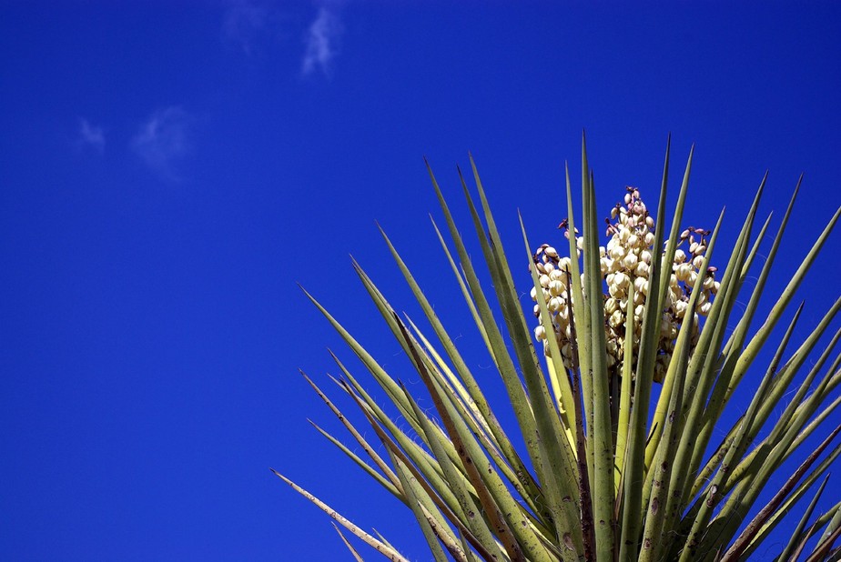 Yucca: o gênero de plantas super resistentes para o seu jardim
