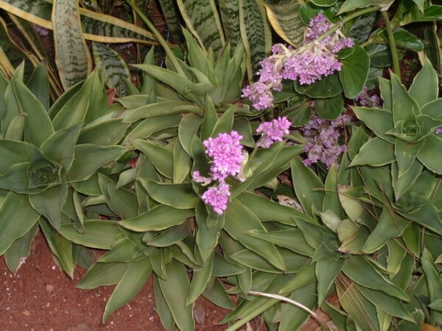 40 plantas roxas para conferir cor e contraste ao jardim