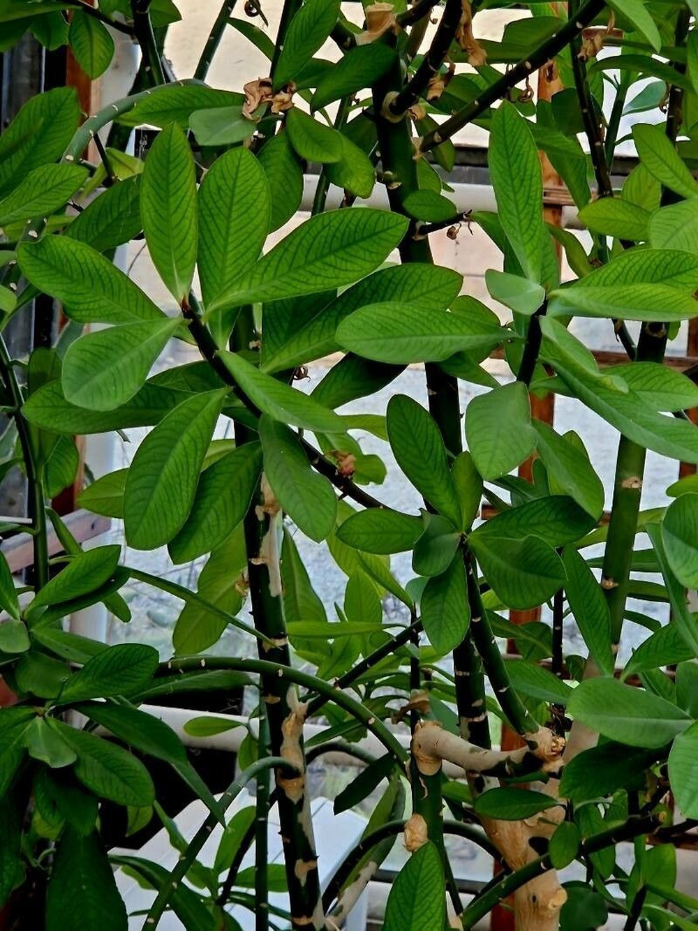 Janaúba: o que diz a ciência sobre o uso da planta no combate ao câncer
