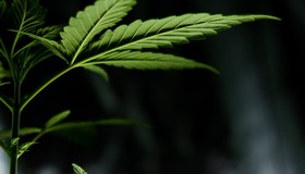 Cannabis: como a planta é relacionada à medicina ayurveda?