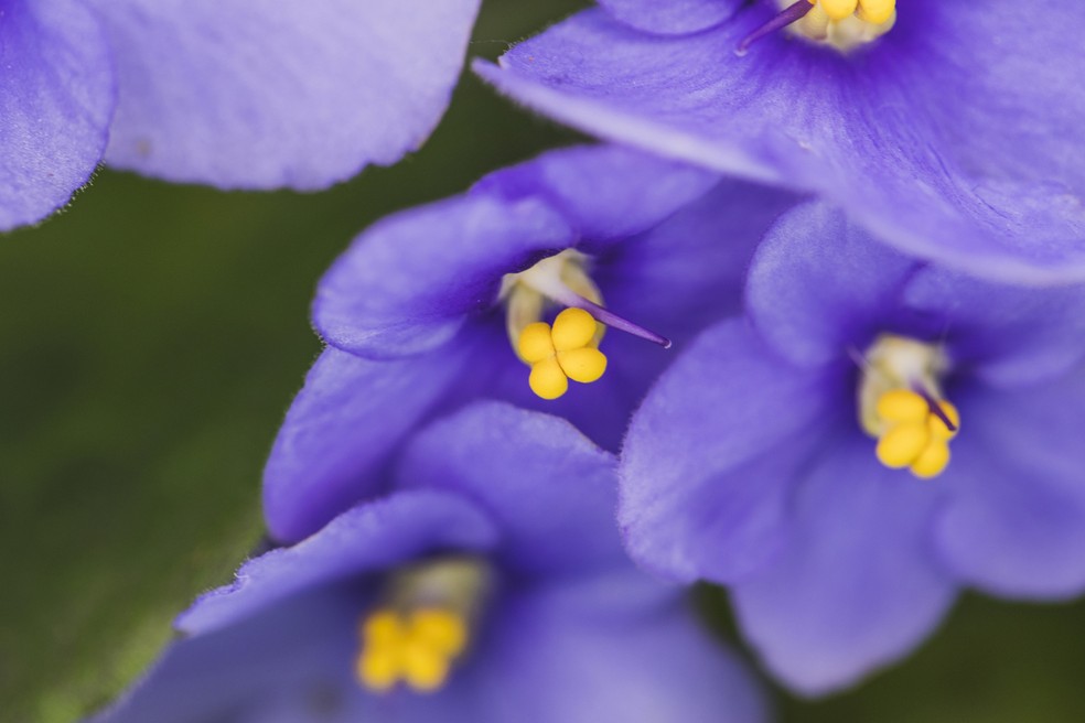 A incidência de luz é essencial para que as plantas possam realizar seu processo de fotossíntese e, consequentemente, florescer — Foto: Magnific/Creative Commons