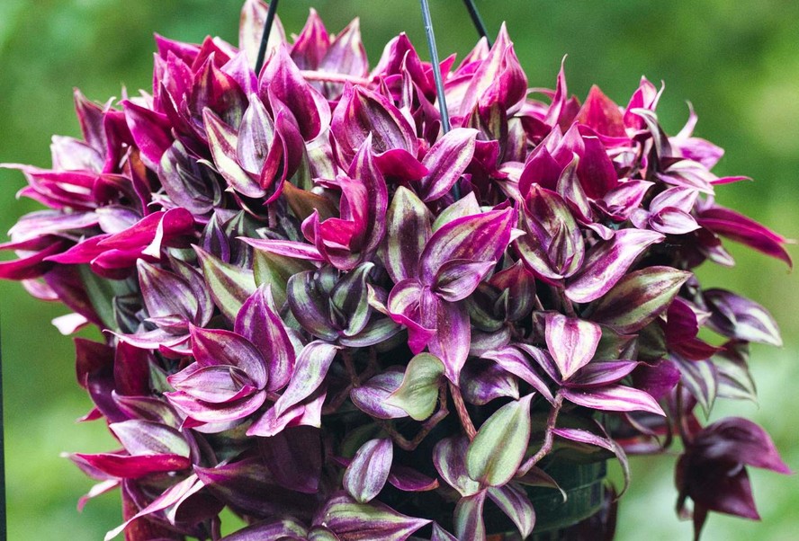 Além de ser usual em forração de jardins, o lambari pode ser plantado em pode ser plantado em vasos, jardineiras e cestas suspensas para suas folhas caírem em cascata