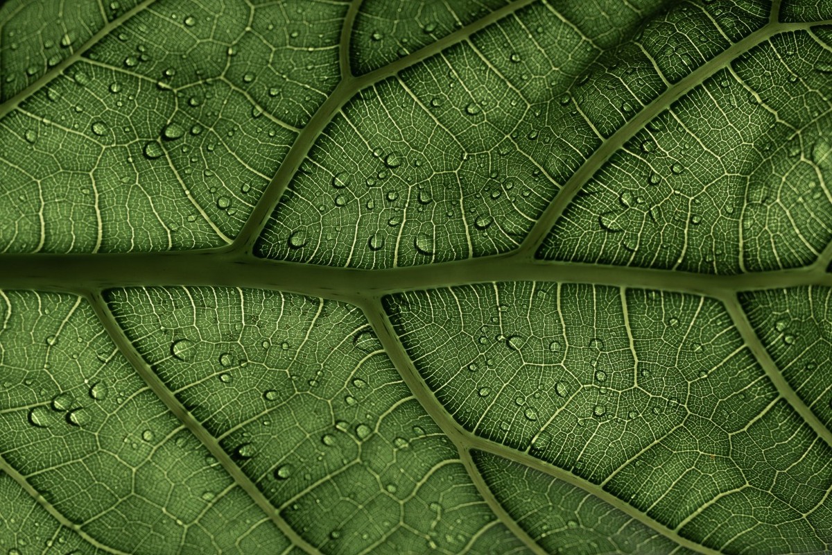 Clorofila: o que é e qual a função do pigmento para as plantas