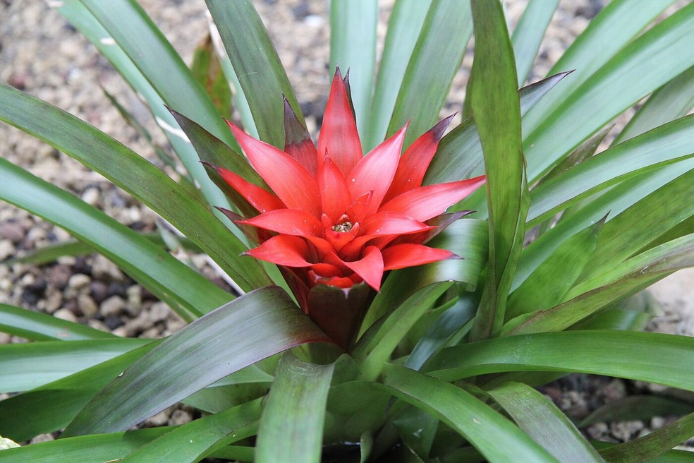 Com a estética tropical, a estrela-escarlate constitui um aparato poderoso para transformar os ambientes — Foto: Maulaff/Wikimedia Commons