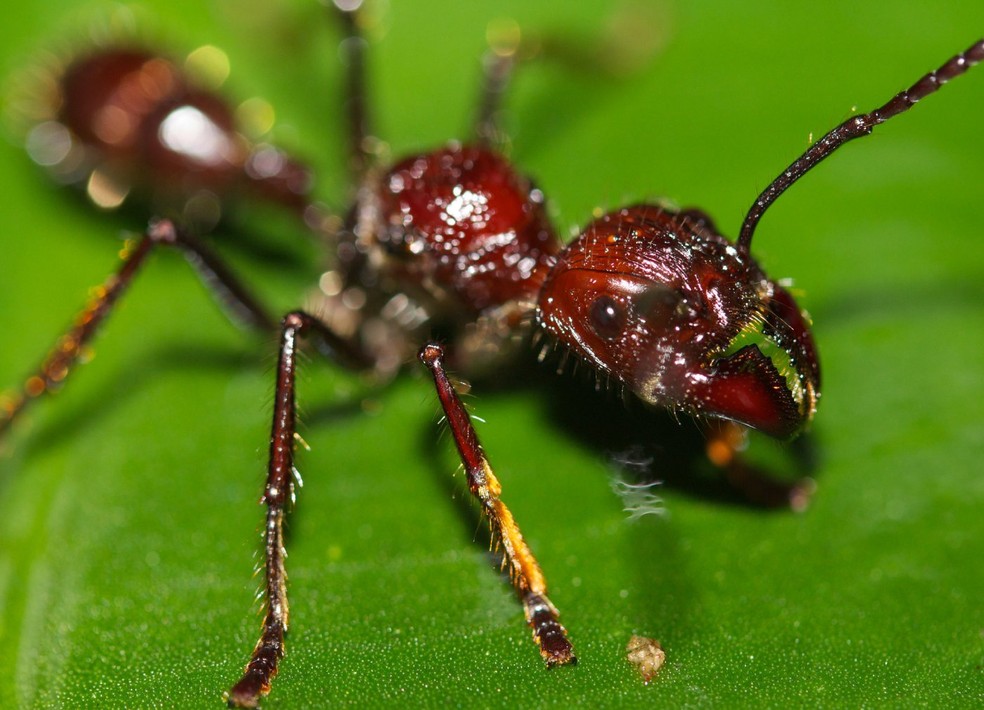 Tocandeira: a formiga responsável pela picada mais dolorosa do mundo | Vida de Bicho | Casa e Jardim