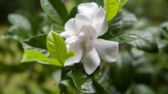 Gardênia: como cuidar da planta com flores de perfume intenso