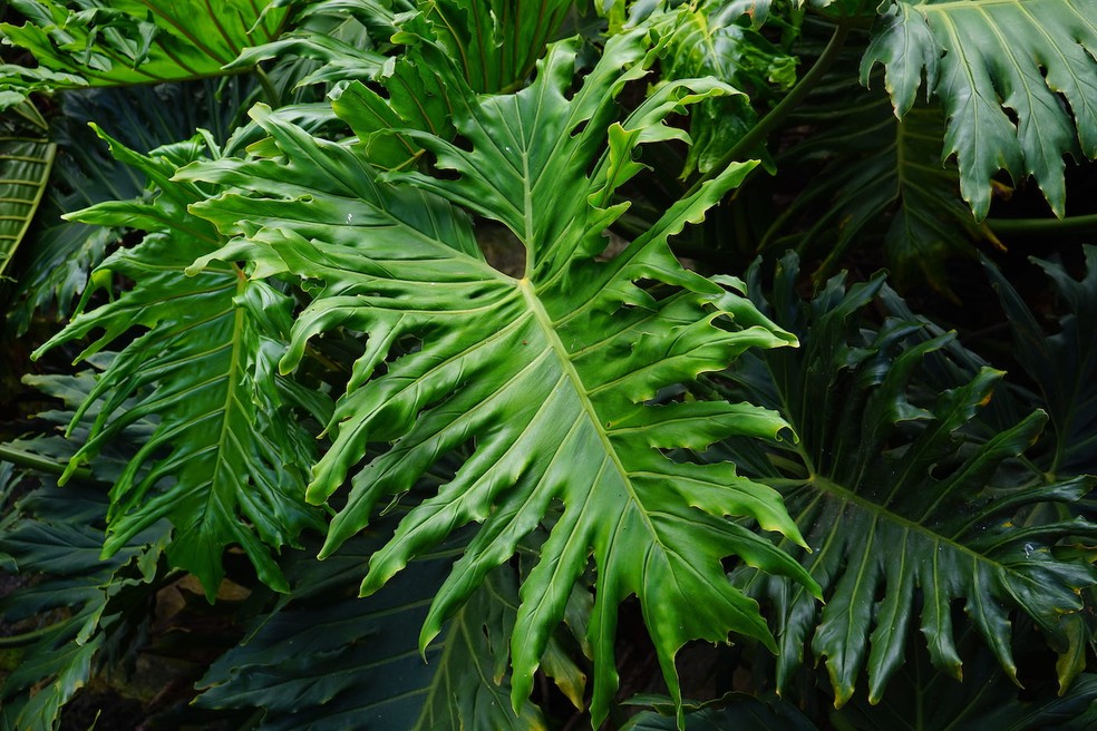 O filodendro ondulado pode crescer como planta pendente ou trepadeira — Foto: Pxfuel / Creative Commons