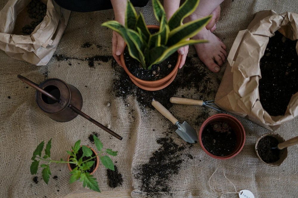Jardinagem para iniciantes: um guia completo de cuidado com o jardim