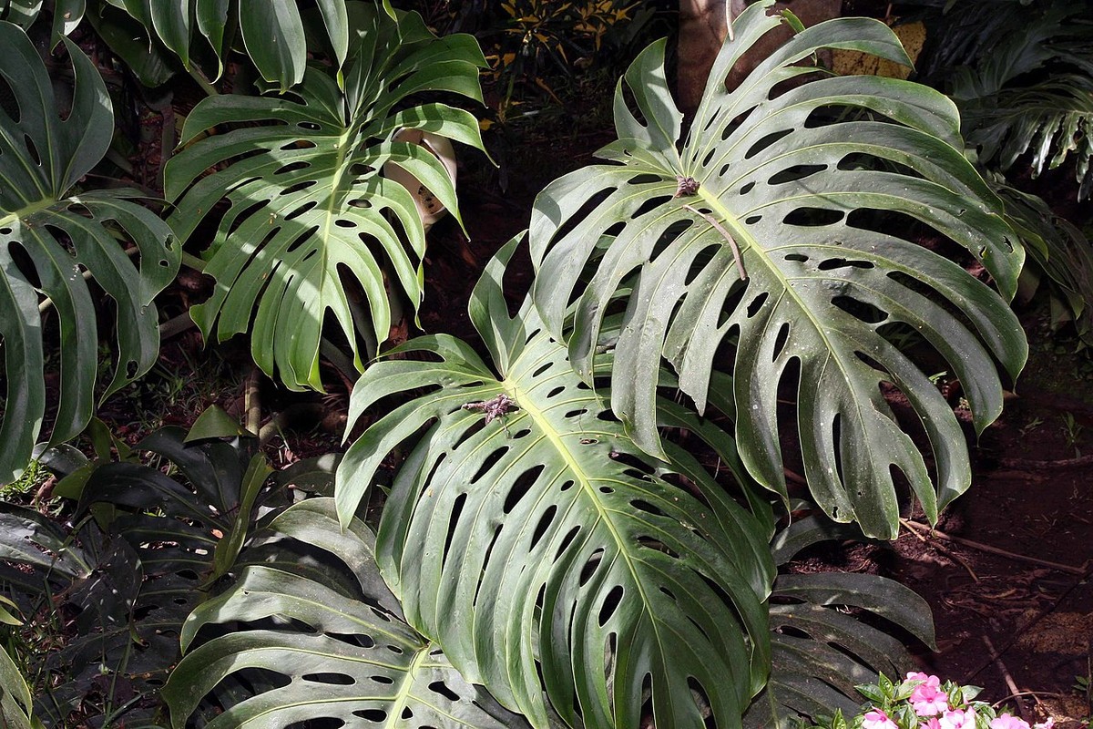 Costela-de-adão: saiba mais sobre a planta e como ter a sua!