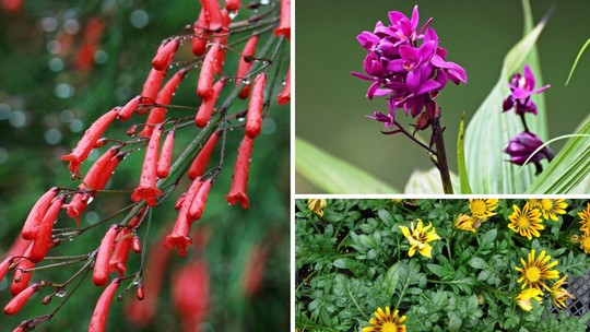 18 espécies de flores pequenas para colorir o jardim