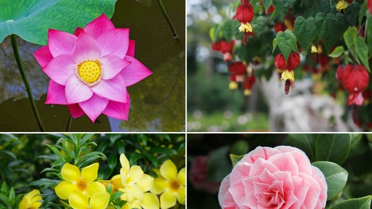 10 flores orientais: os significados e dicas de cultivo