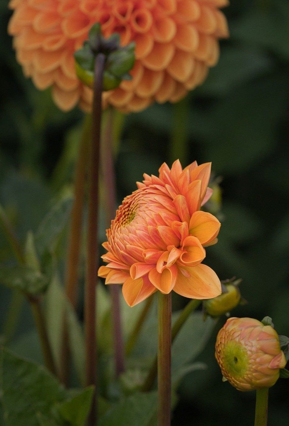 As dálias podem ser cultivadas dentro de casa, mas nem sempre apresentam a floração desejada — Foto: Pixabay / Creative Commons