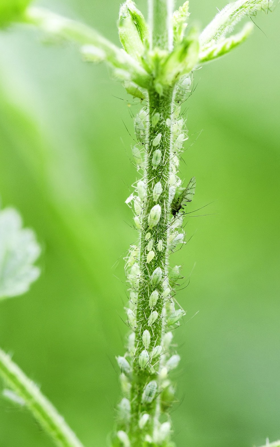 Pulgão: como acabar com o inseto nas plantas sem danificá-las
