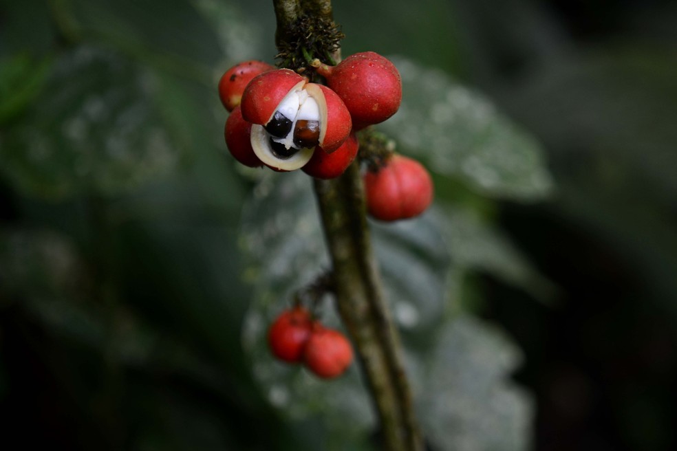 O guaraná é um fruto rico em estimulantes e lembra um olho quando maduro — Foto: Wikimedia /Geoff Gallice / Creative Commons