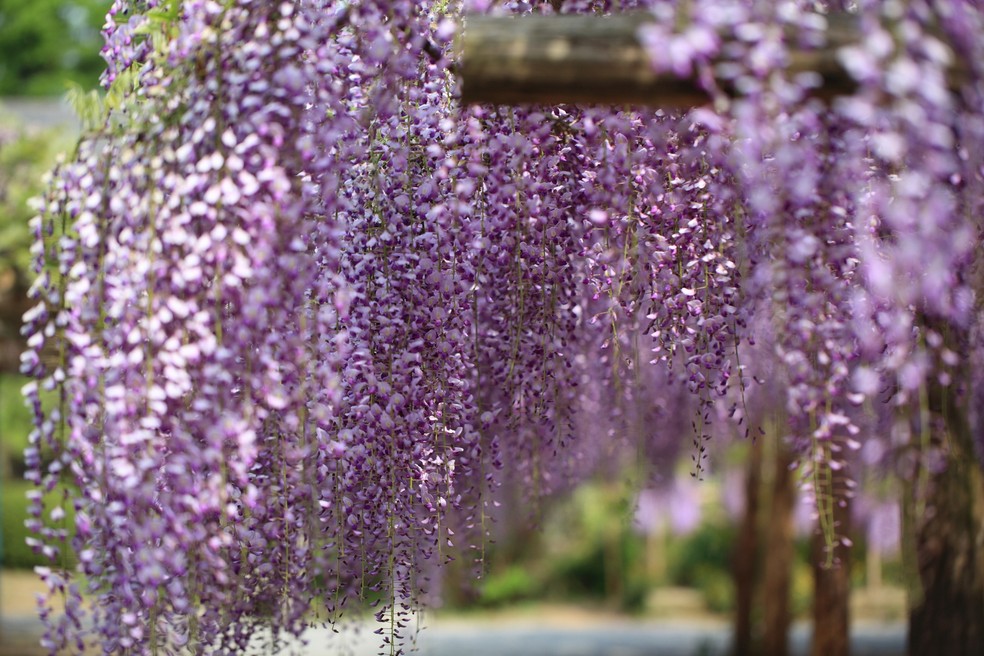 A Fuji no Hana prefere solo bem drenado e bastante luminosidade de dia, e temperaturas mais baixas durante a noite — Foto: Flickr / TANAKA Juuyoh (田中十洋) / Creative Commons
