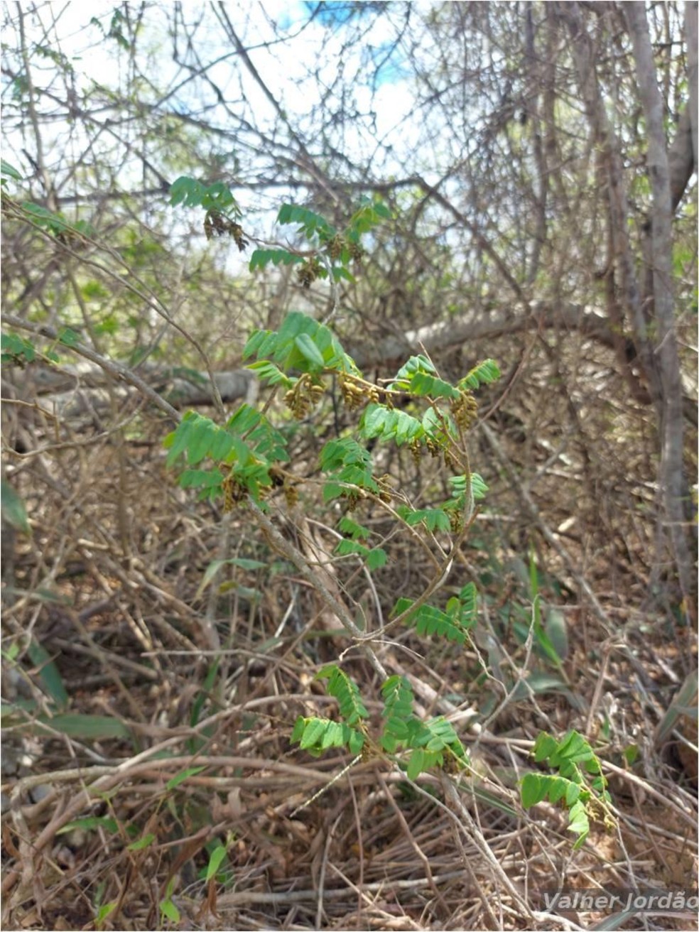 Durante a pesquisa de campo, foi possível observar as diferenças características da nova espécie 'Machaerium guidone' — Foto: Flora do Brasil JBJR/Valner Matheus Milanezi Jordão/Reprodução