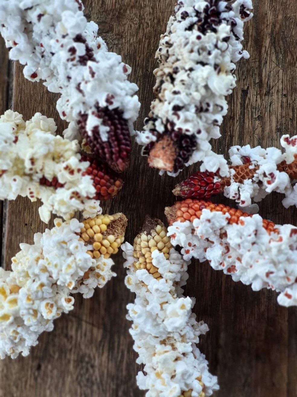 Existem centenas de milho de pipoca crioulos de diferentes cores no Brasil — Foto: Projeto Crioulo / Divulgação