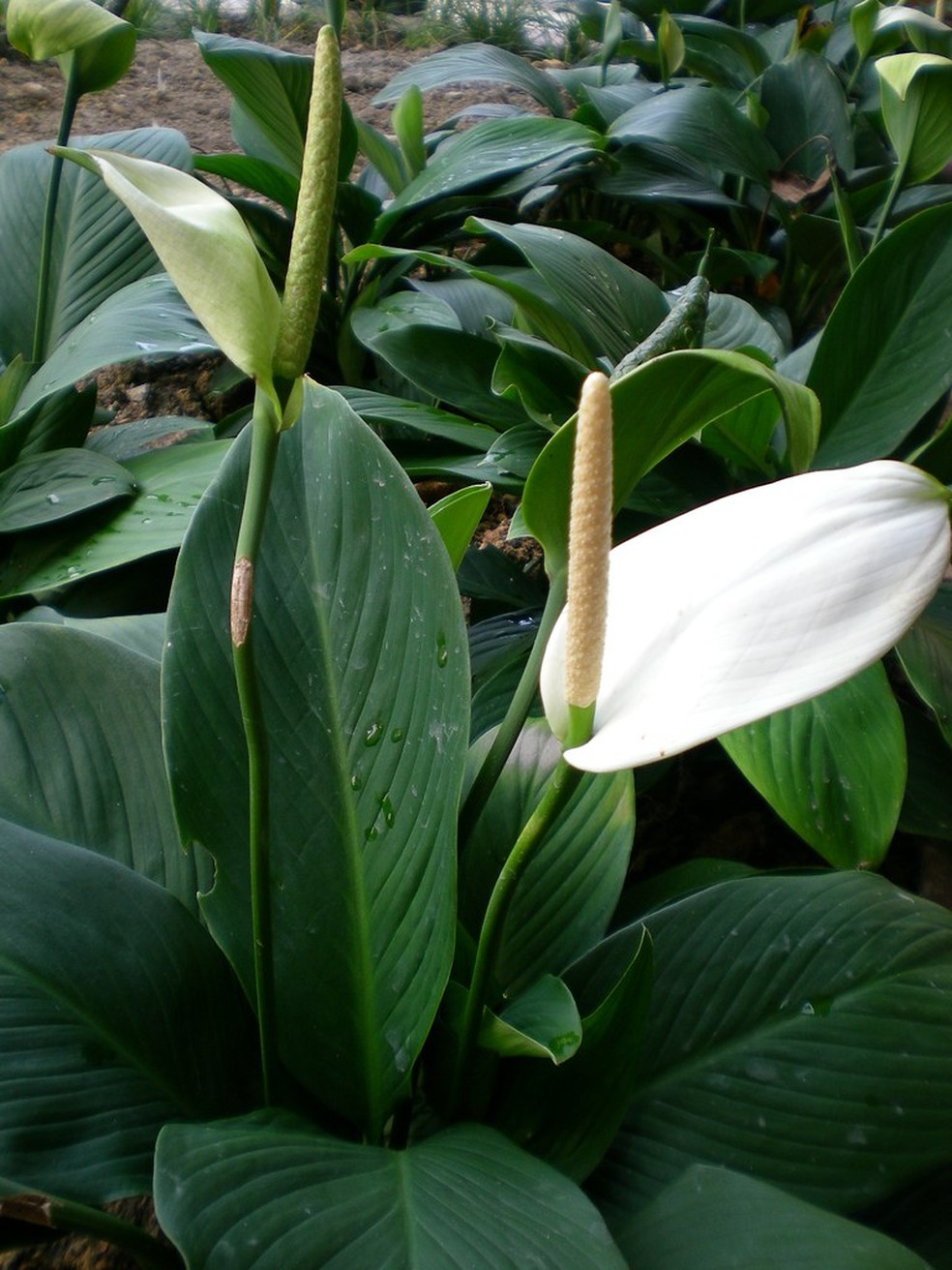 Lírio gigante (Spathiphyllum ‘Sensation’): saiba tudo sobre a planta!