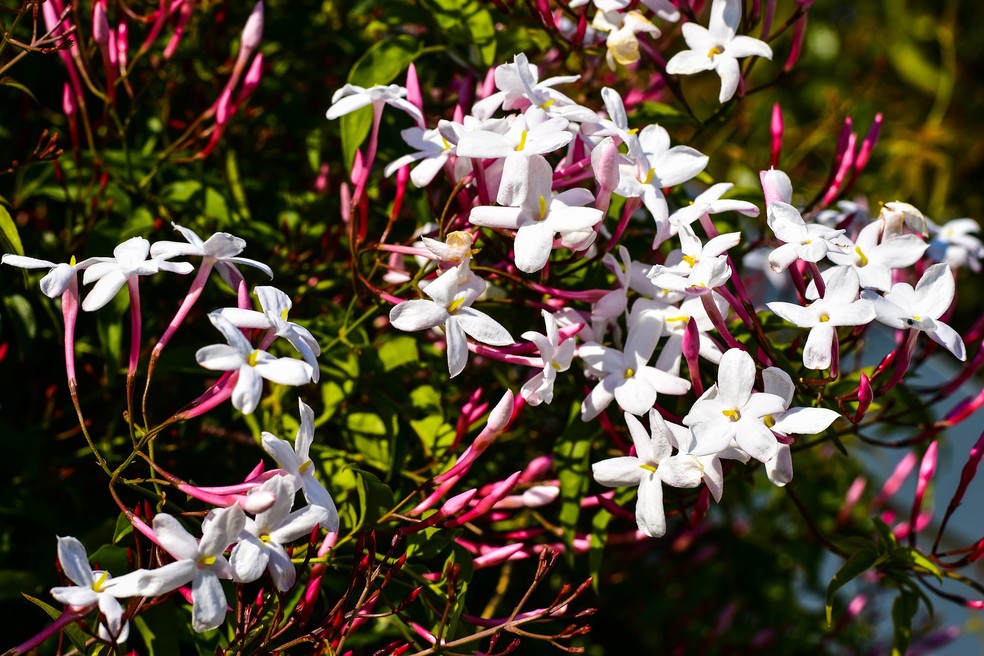 As inflorescências da Jasminum polyanthum são brancas por dentro e róseas por fora — Foto: Pixabay / Jeanine Smal / CreativeCommons