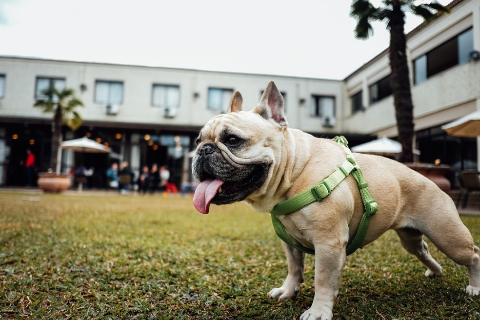 À luz da Constituição, manter os animais em condomínios é um exercício do direito de propriedade — Foto: Unsplash / @nites12 / CreativeCommons