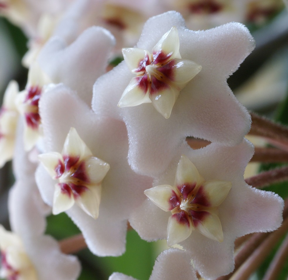 Espécies de plantas com flores como a flor-de-cera (foto), a columéia-batom e a flor-de-maio podem ajudar a trazer mais cor e beleza ao ambiente — Foto: Wikipedia / Fastson / WikimediaCommons