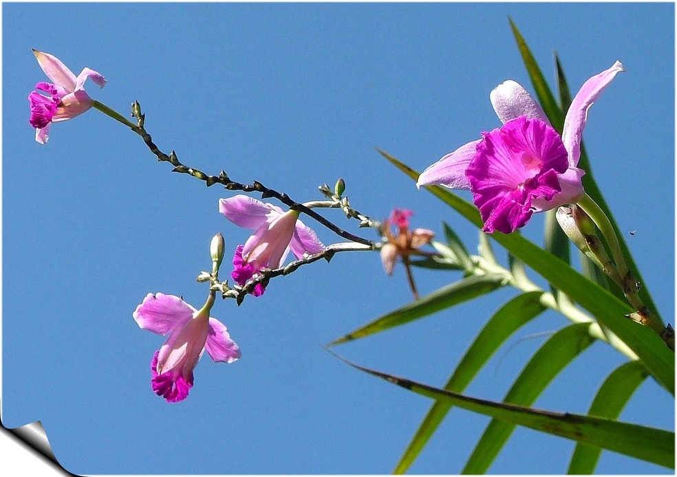 A orquídea-bambu é relativamente resistente a pragas, mas é preciso ter cuidados para não ser atacado por insetos e doenças — Foto: Flickr / Ana Maria Giesbrecht / Creative Commons