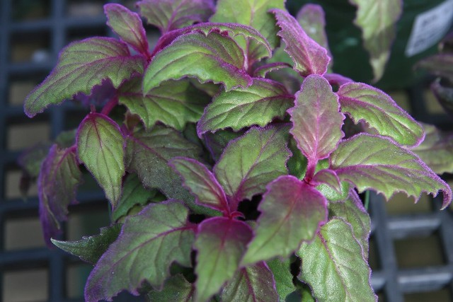 40 plantas roxas para conferir cor e contraste ao jardim