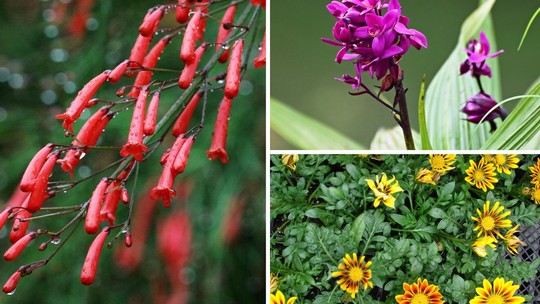 18 espécies de flores pequenas para colorir o jardim de casa