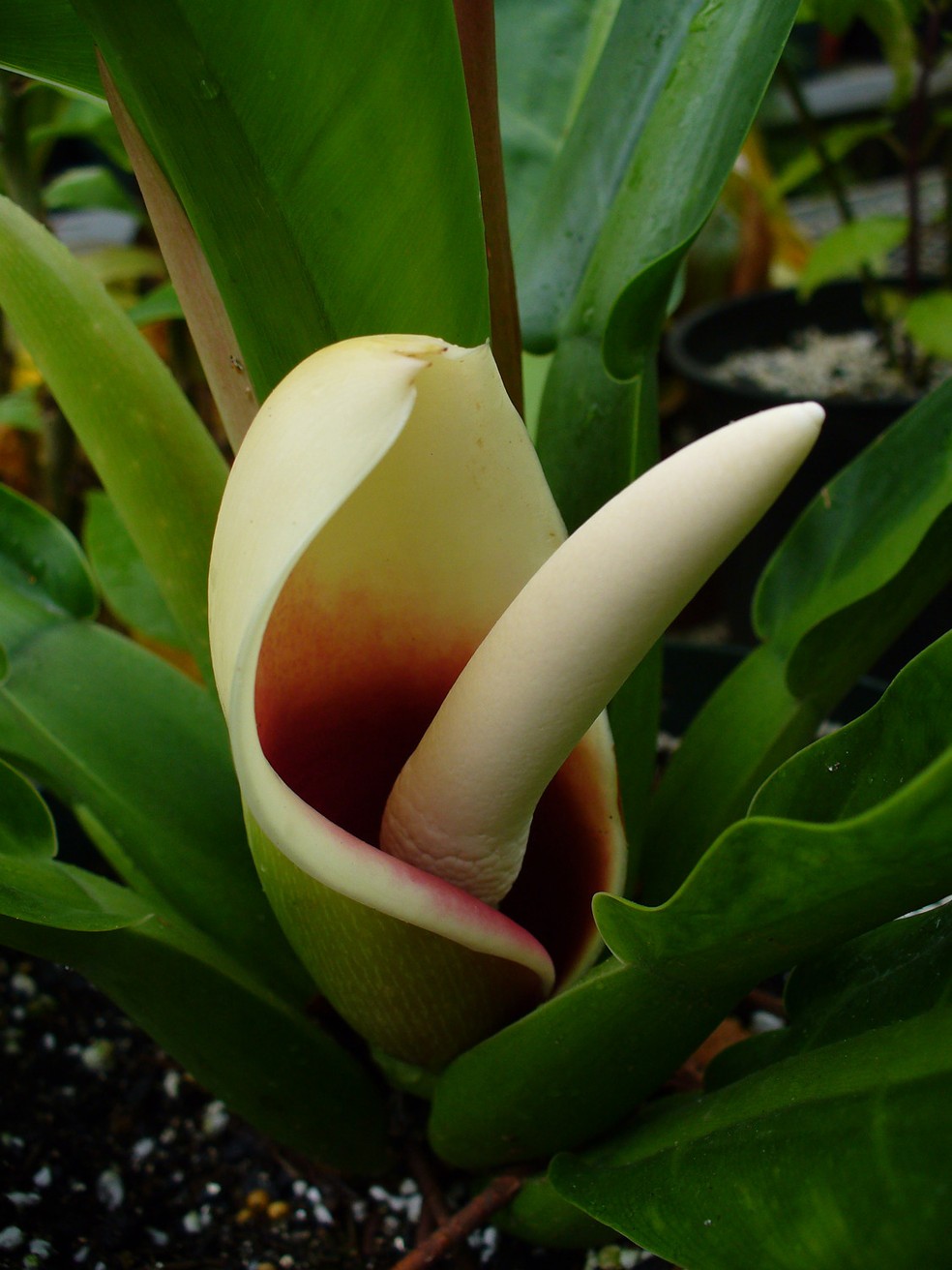 Pacov: como cultivar e cuidar da planta de folhagem tropical