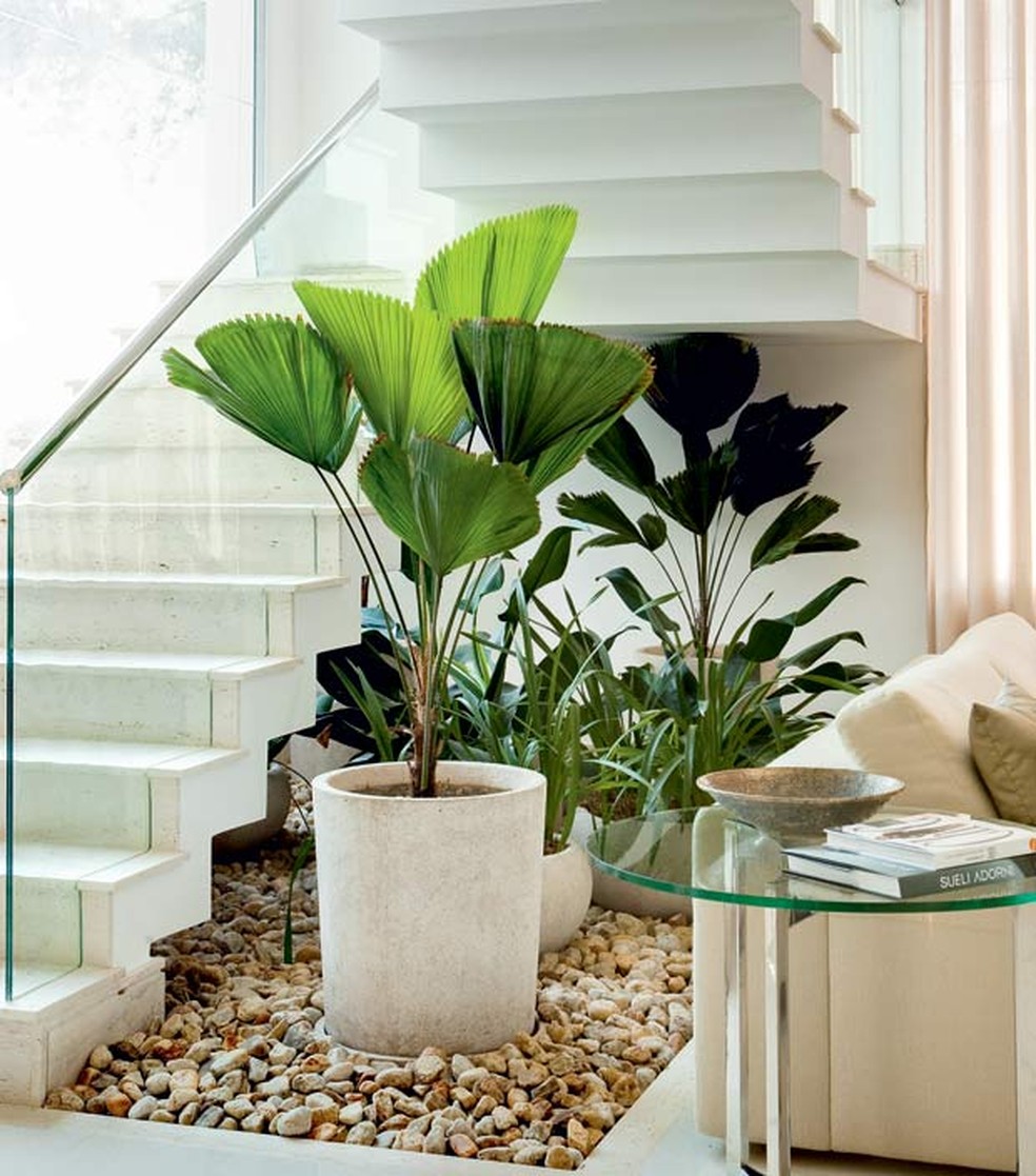 24 plantas que se desenvolvem bem dentro de casa, Paisagismo
