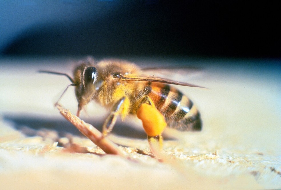 A abelha africanizada (Apis mellifera scutellata) é conhecida como "assassina" — Foto: Wikimedia / Jeffrey W. Lotz / Creative Commons