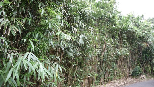 Bambu japonês: como cultivar a planta ornamental símbolo da longevidade