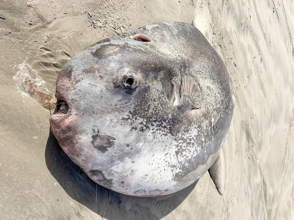 Peixe raro e gigante, com 2,20 m, é encontrado em uma praia dos EUA