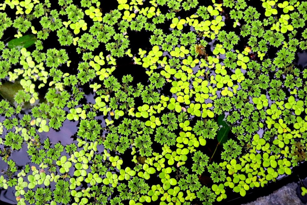 Azolla, a planta que pode se tornar alimento, combustível e fertilizante