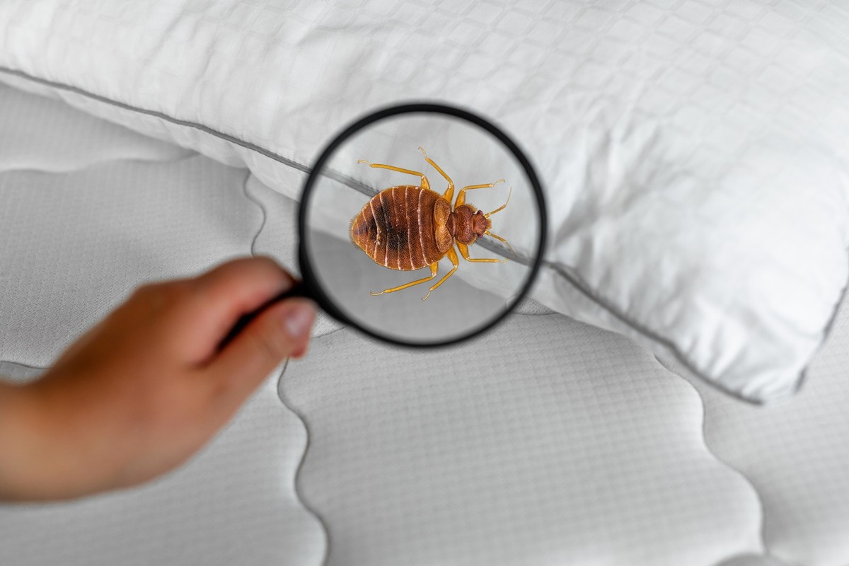 Bed bug o que é, como evitar e eliminar os percevejos de colchão
