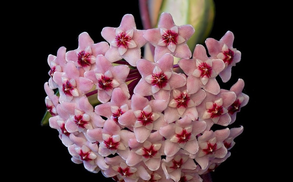 A Hoya carnosa, conhecida popularmente como flor-de-cera, apresenta delicadas flores em formato de estrela — Foto: Giorgio Armeno / Flickr / Creative Commons